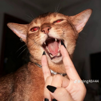 yazikri 乄 avatar