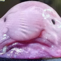 バブ錦 avatar