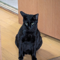 ʰⁱʳᵒ黒い猫 avatar