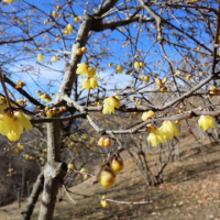 ヘロッタ avatar