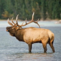BUCK WYLD avatar