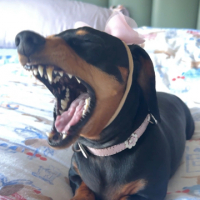 Kelly Doxie avatar