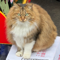 小能猫 avatar