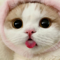 콜로미에 Kolomie avatar