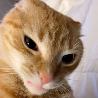 KUCING OOREN avatar